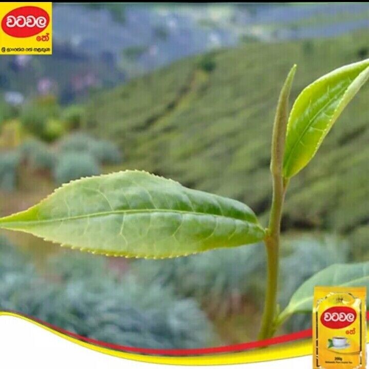 Ceylon Watawala Tea Leaves Premium High Quality Hot Drink None Fat Energy Drink