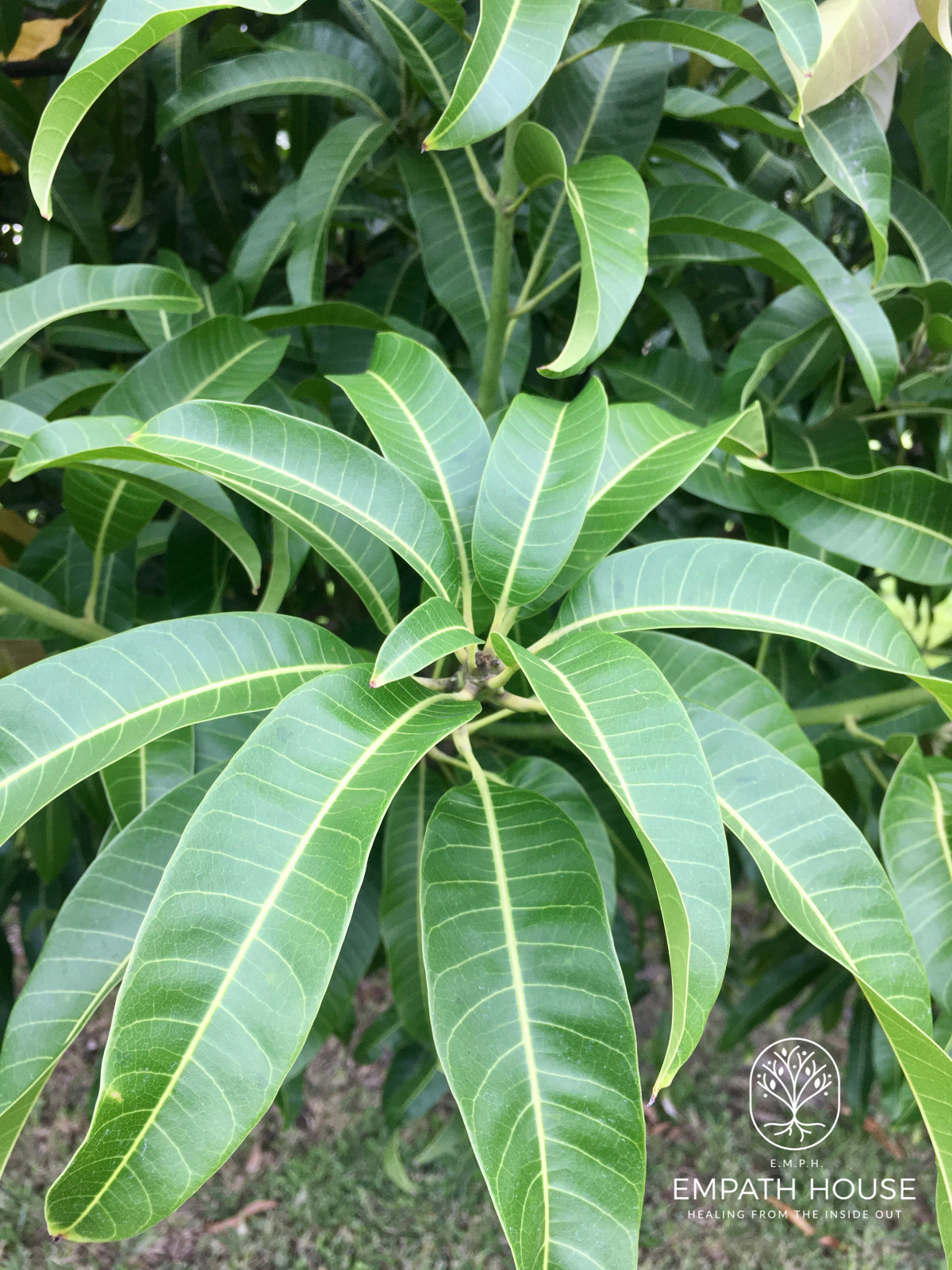 Mango Leaf & Avocado Leaf Herbal Tea 100% Organic Florida Grown USA