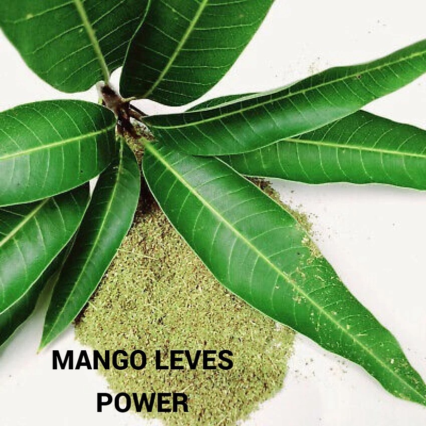 Pure Natural Processed Dry Mango Leaf Powder For Tea