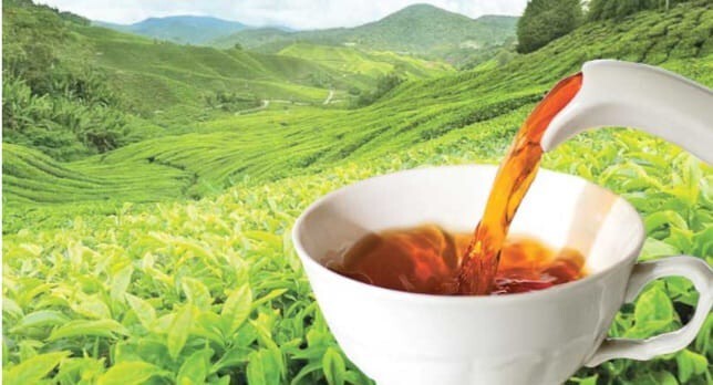 Ceylon Organic Black Tea Damro Labookellie 25 Bags 100% Natural Flavored Tea