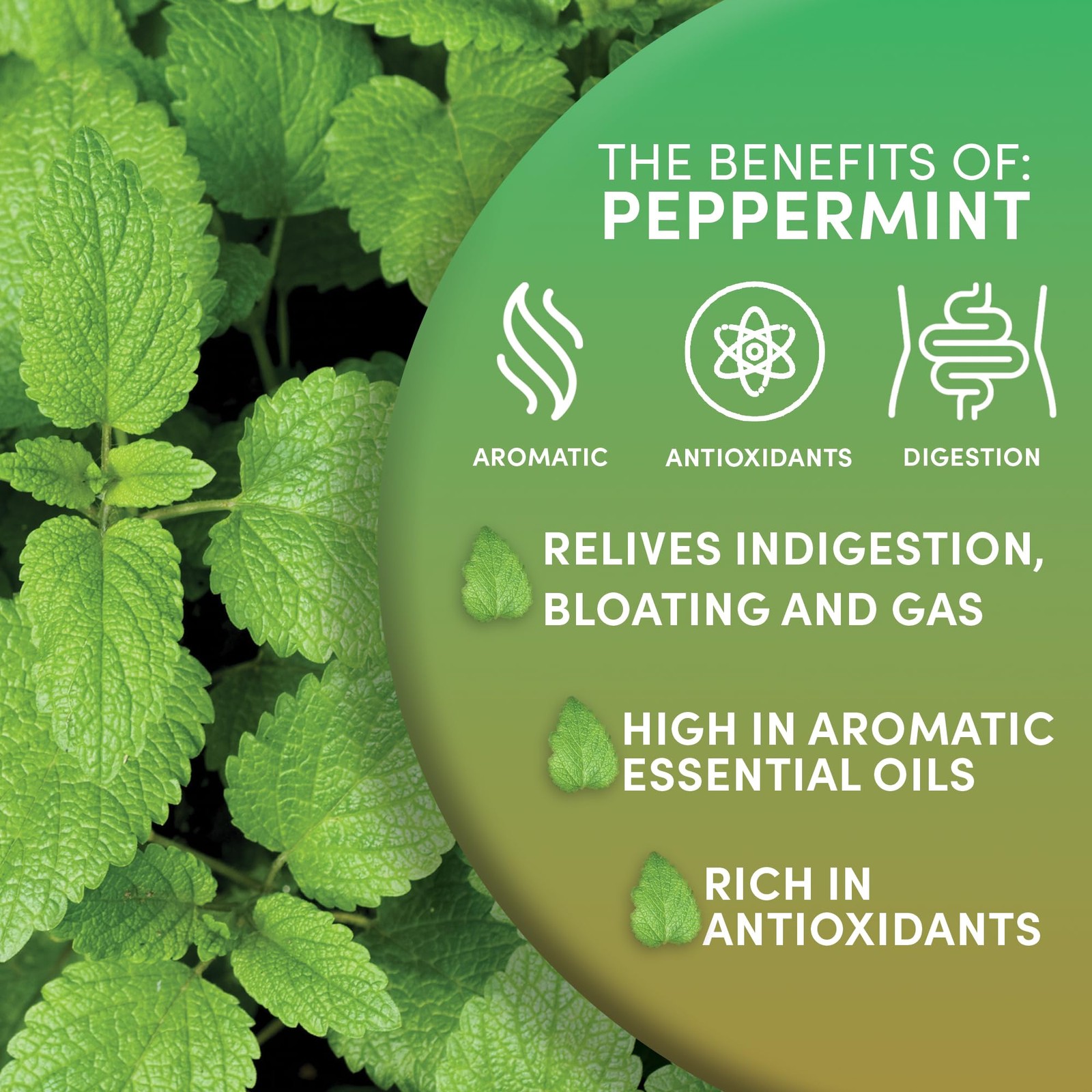 Organic Peppermint Loose Leaf Tea, 1 lb – Pacific Northwest Organic Cultivati…