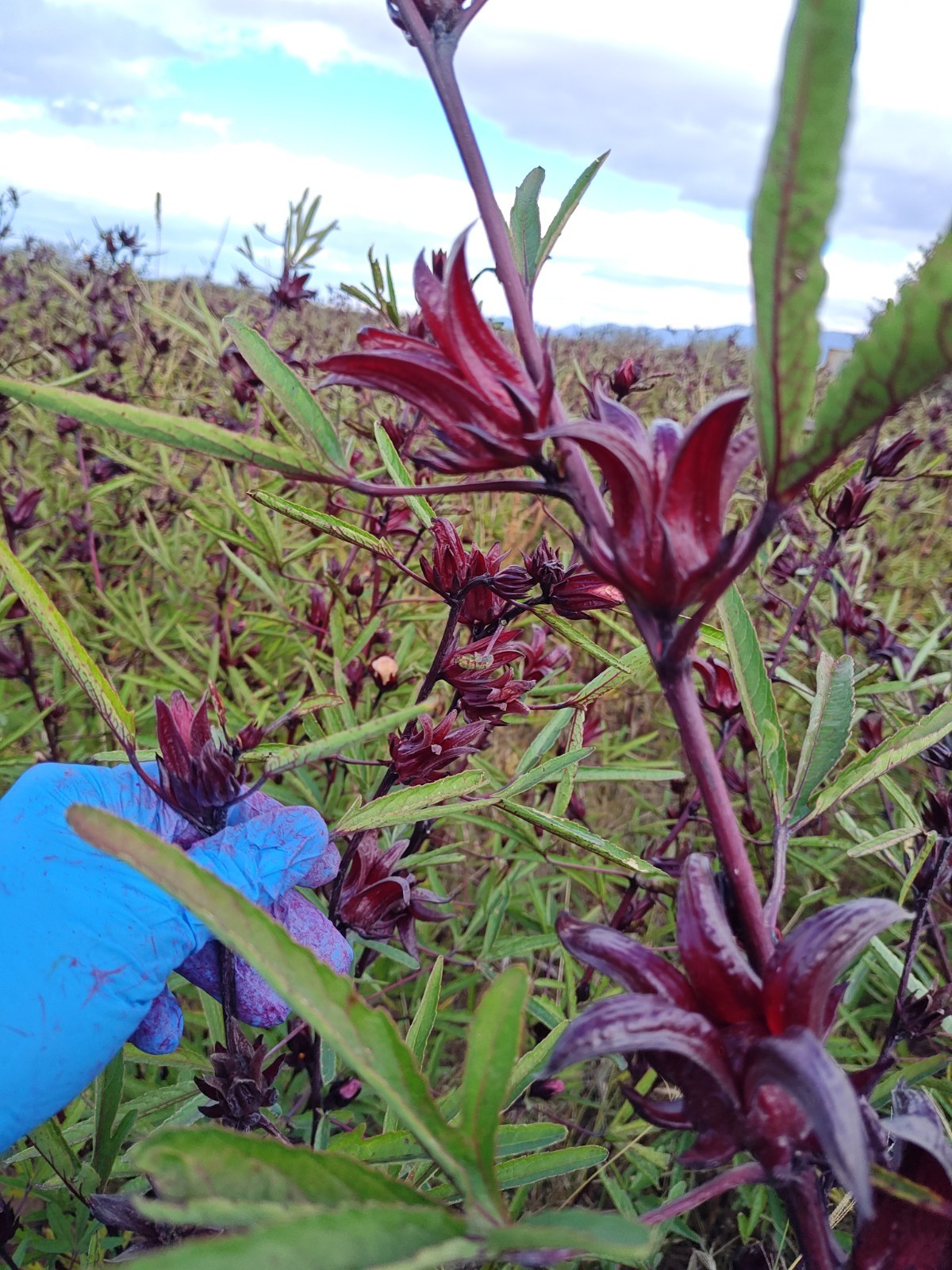 Premium Dried Hibiscus Tea, Roselle, Flor de Jamaica, Sorrel, USA Grown, 1 lb.