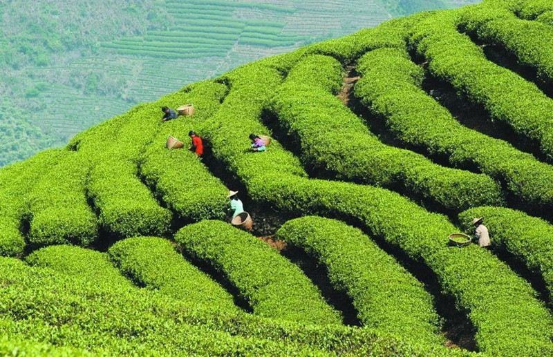 Organic Huangshan Maofeng Green Tea 250g Spring Sheng Cha Weight Loss