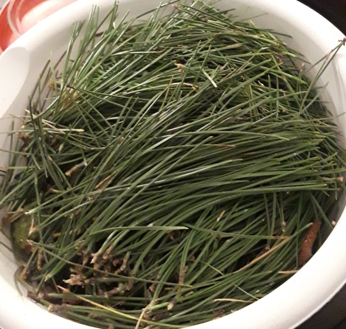 25 Pc Lot: Organic Eastern White Pine Needle & Red Pine Tea Bags Fresh Tree Bag