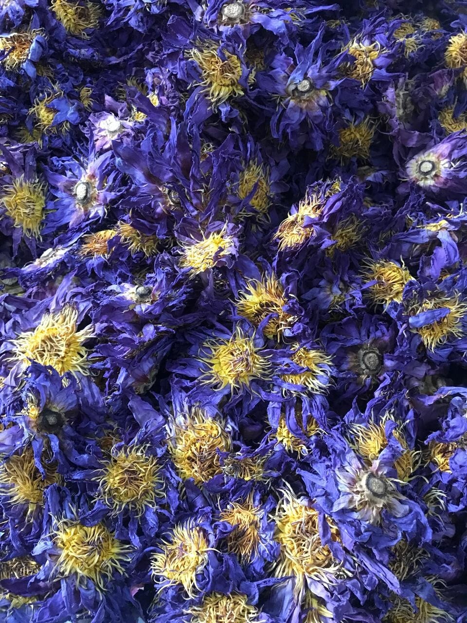 Ceylon Dried Blue Lotus NYMPHAEA CAERULEA 100% Organic 1kg Pure Whole Flowers