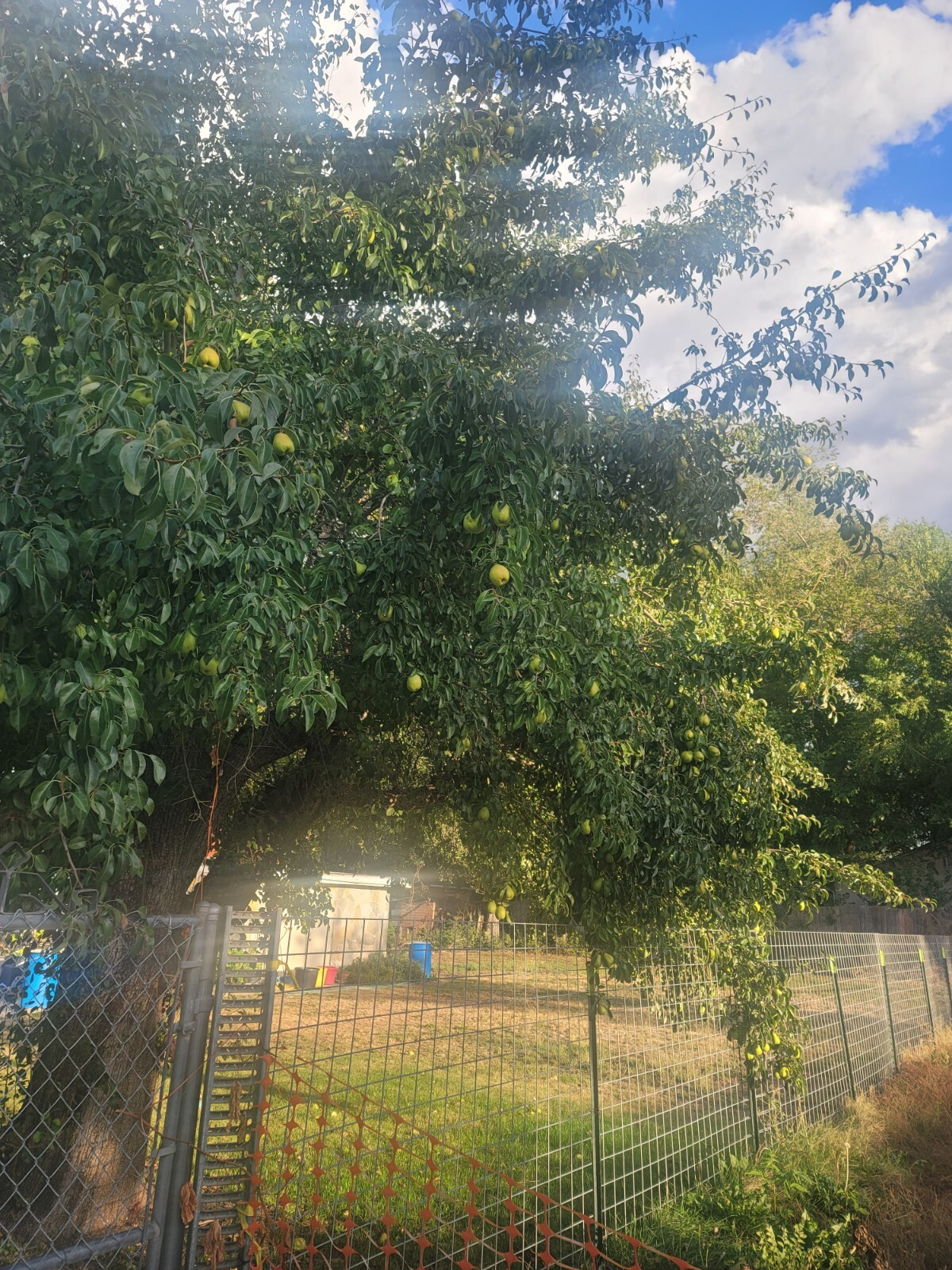 6 Organic 70 year old sweetest Pear tree cuttings