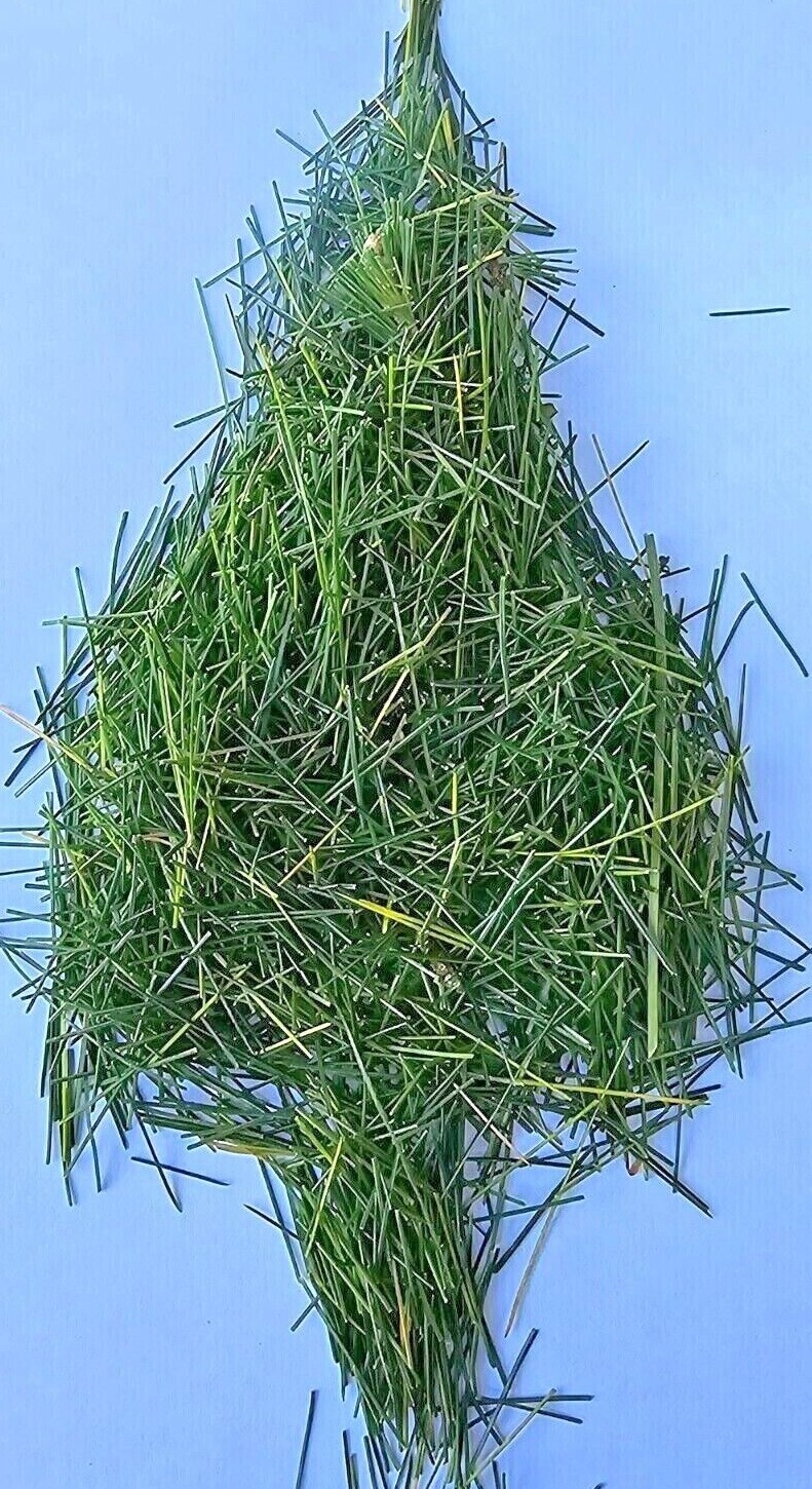 White Pine Tea Needles Organic Infusion Fresh Picked Wild Wisconsin Grown