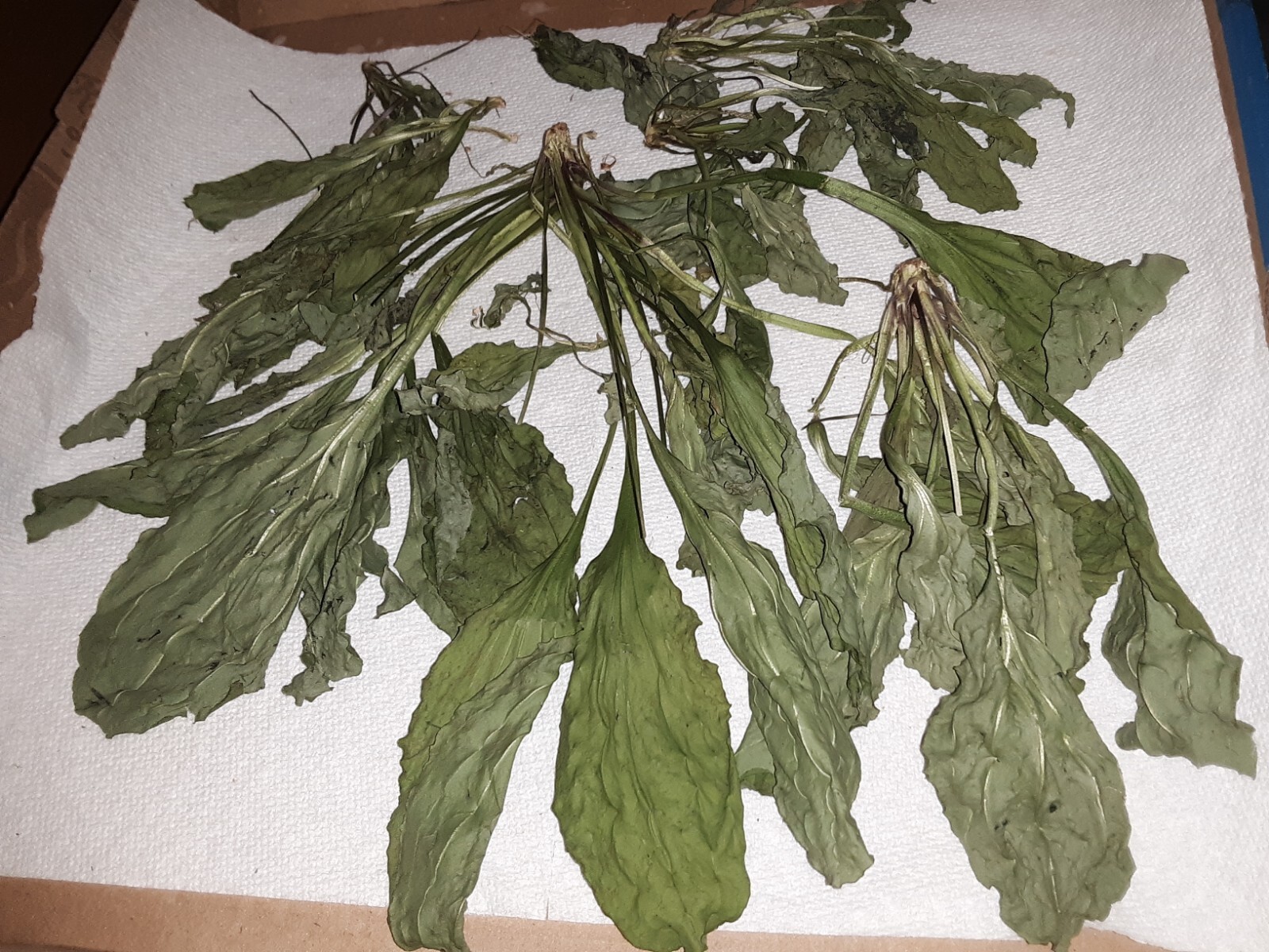 1 Cup Air Dried Broadleaf Plantain(whole plant); For Herbal Tea/Tincture/Salve.