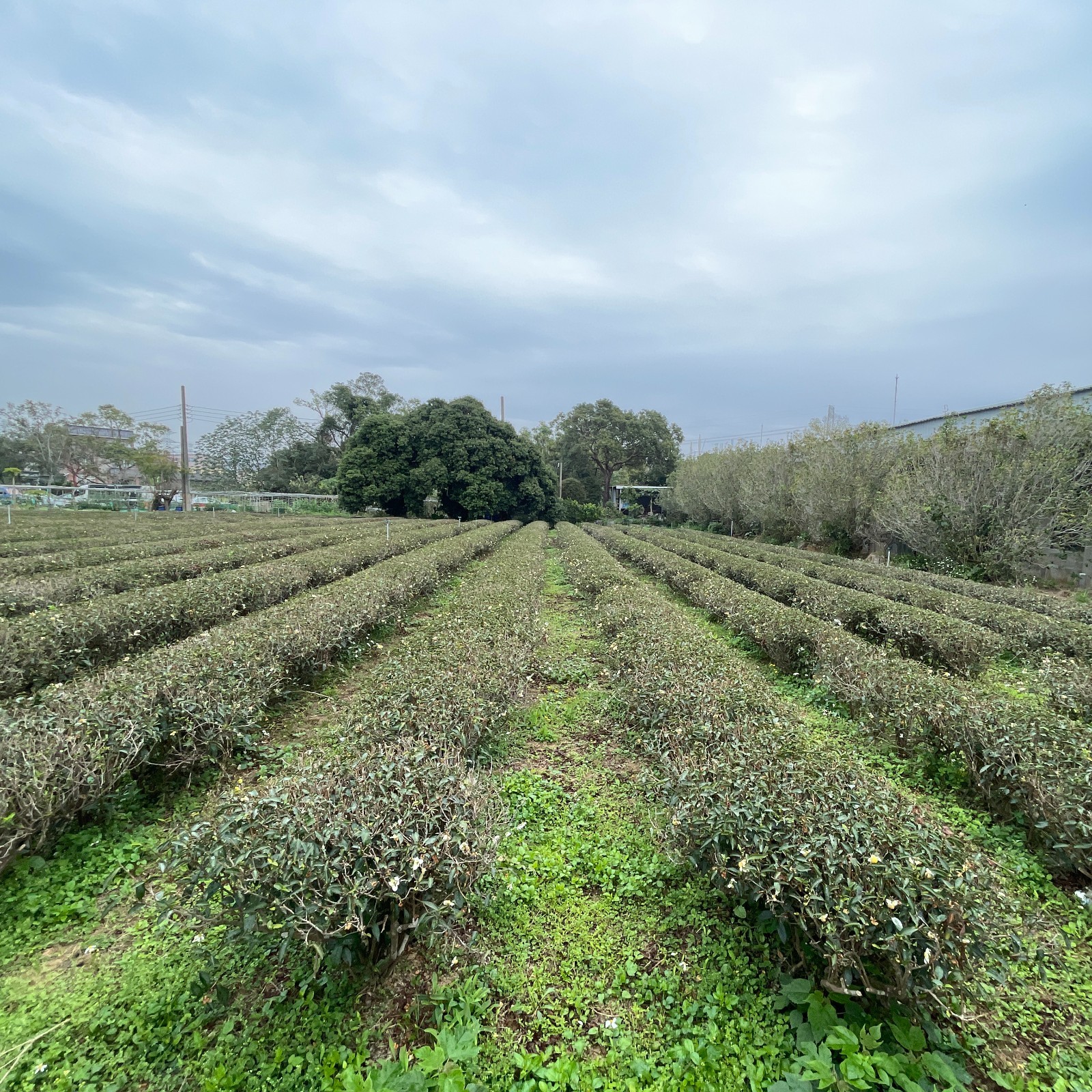 Taiwan unique tea 富興茶業 Oriental Beauty tea