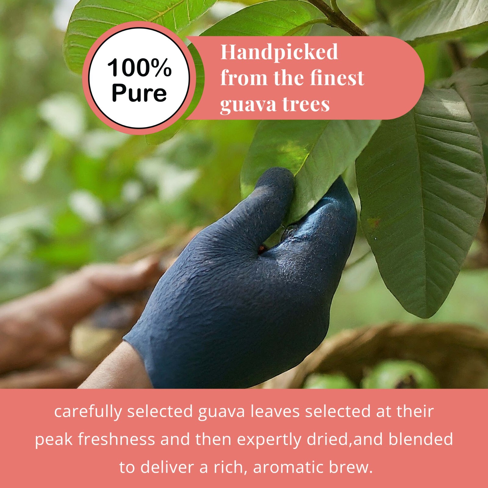 75 Guava Leaves Tea Bags 100% Pure Guava Leaf Tea, Herbal Tea Diabetic Guava Tea