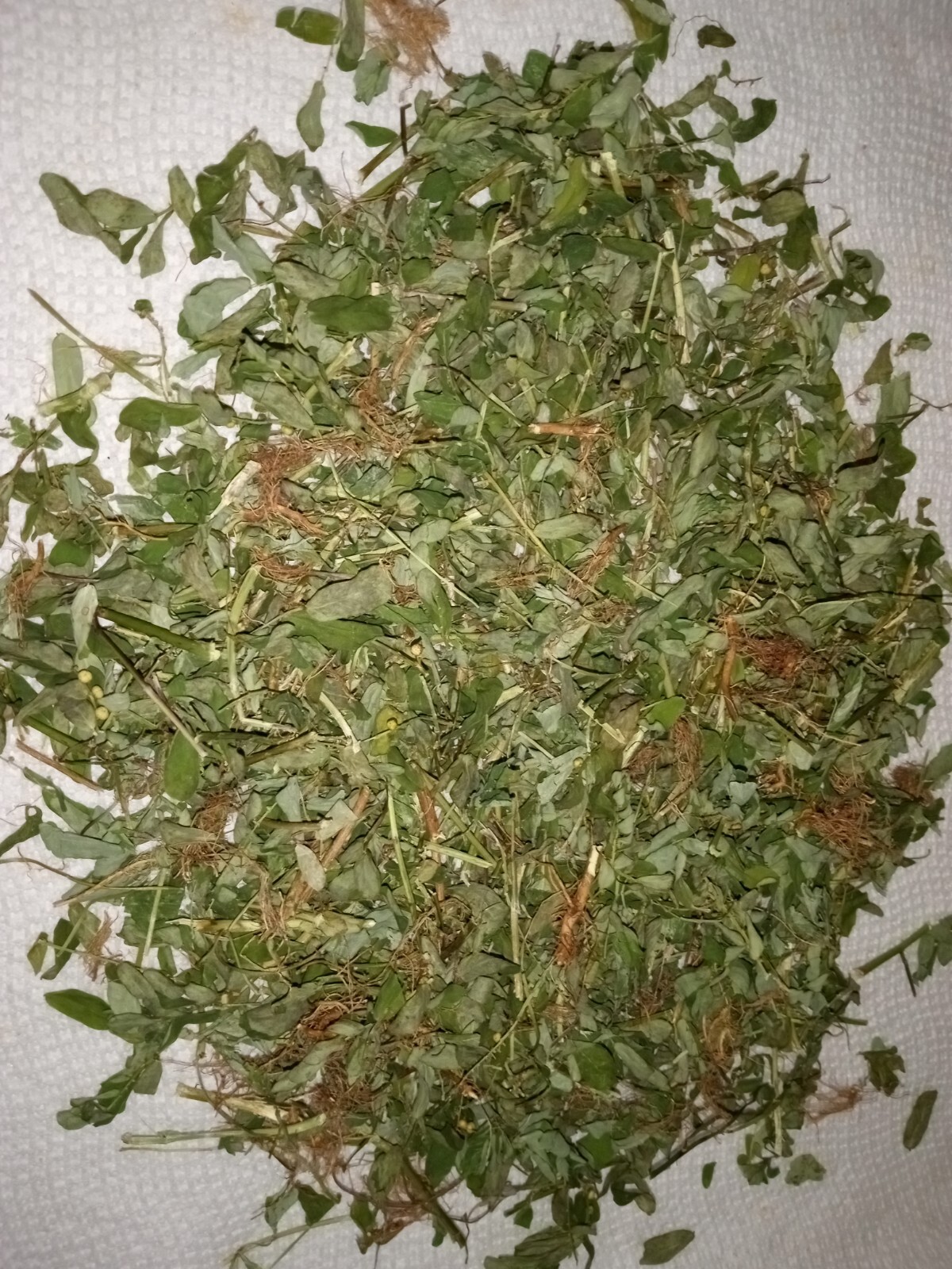 1 Cup Air Dried Stone breaker/Chamber Bitter/Chanca Piedra Herbal Tea.US grown.
