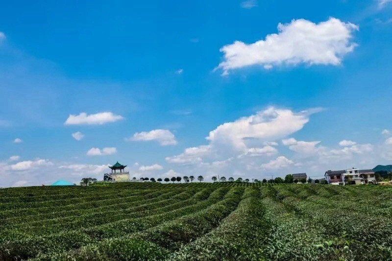 Black Tea 280g 羊楼洞青砖茶
