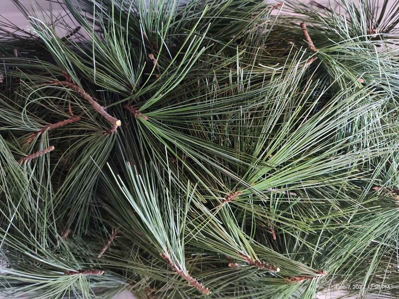 Eastern White Pine Needles Organic Wild Suramin Immune Home Brew 3 oz plus bag
