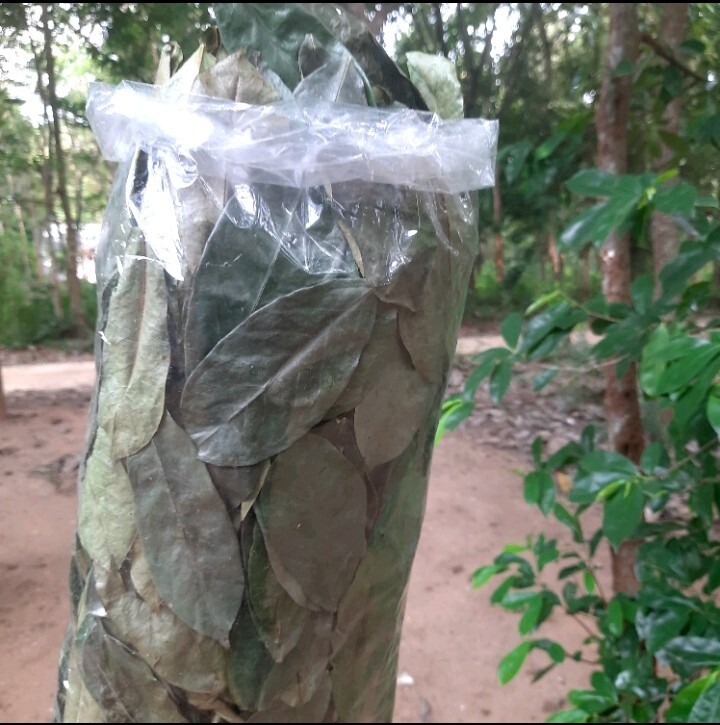 400+ Dried Soursop Leaves Annona HOJAS DE GUANABANA GRAVIOLA Quality Herbal Tea