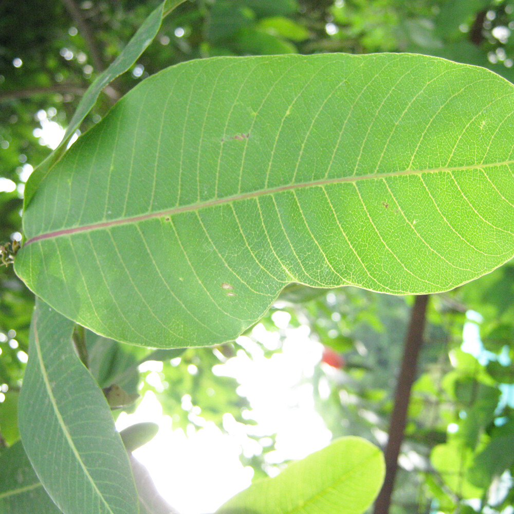 Terminalia Arjuna Dried Leaves Ceylon Organic Herbal Natural Tea Blend