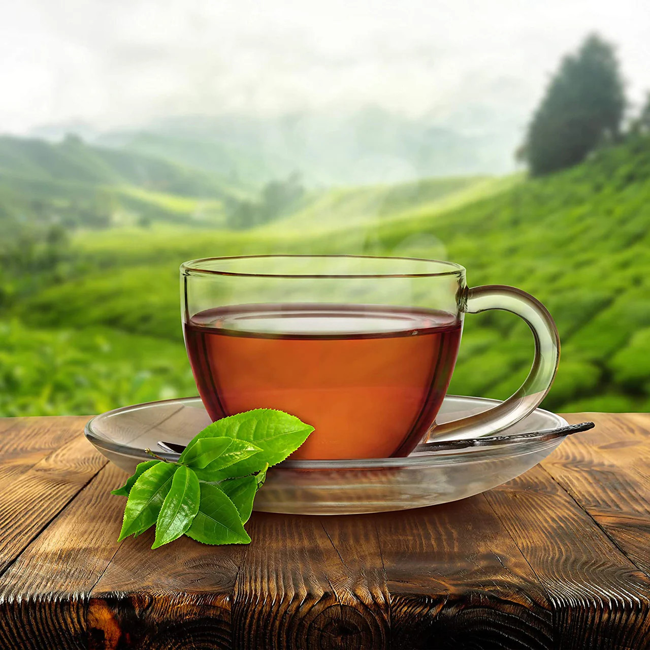 Canadian Red Rose Tea – 72 tea bags {Imported from Canada}