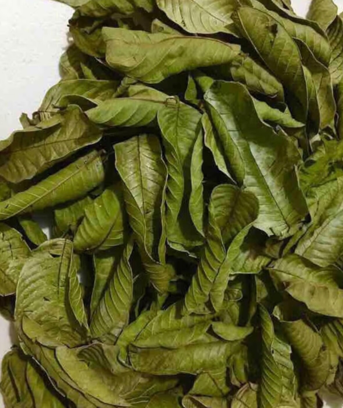 100g – Premium Dried Guava Leaves Hojas De Guayaba Leaf