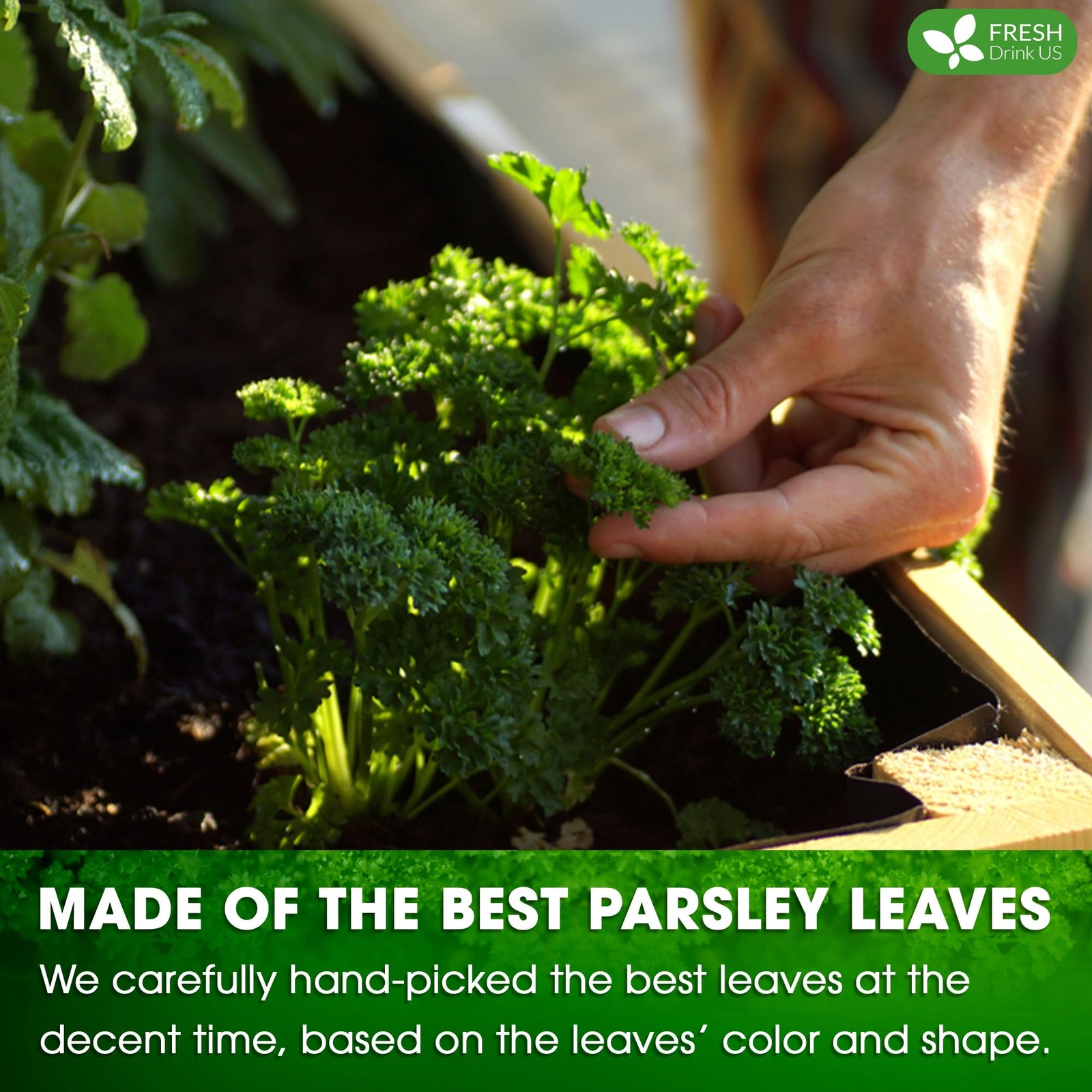 , Premium 55 Parsley Leaf Tea Bags, 100% Natural & Pure from Parsley Leaves. …