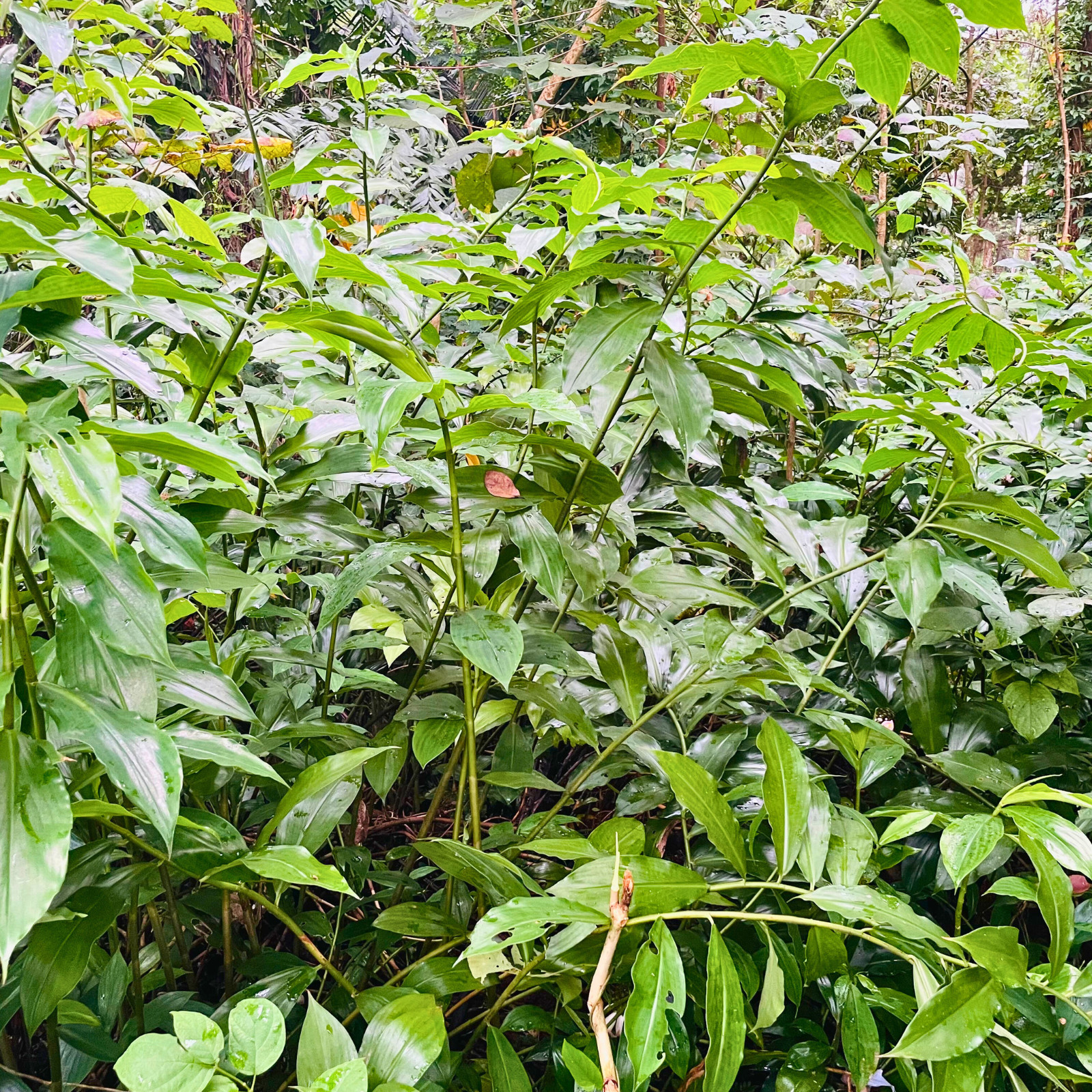 Dried Organic Insulin Plant Leaves Leaf ( Fiery Costus Igneus ) Thebu Herbal Tea
