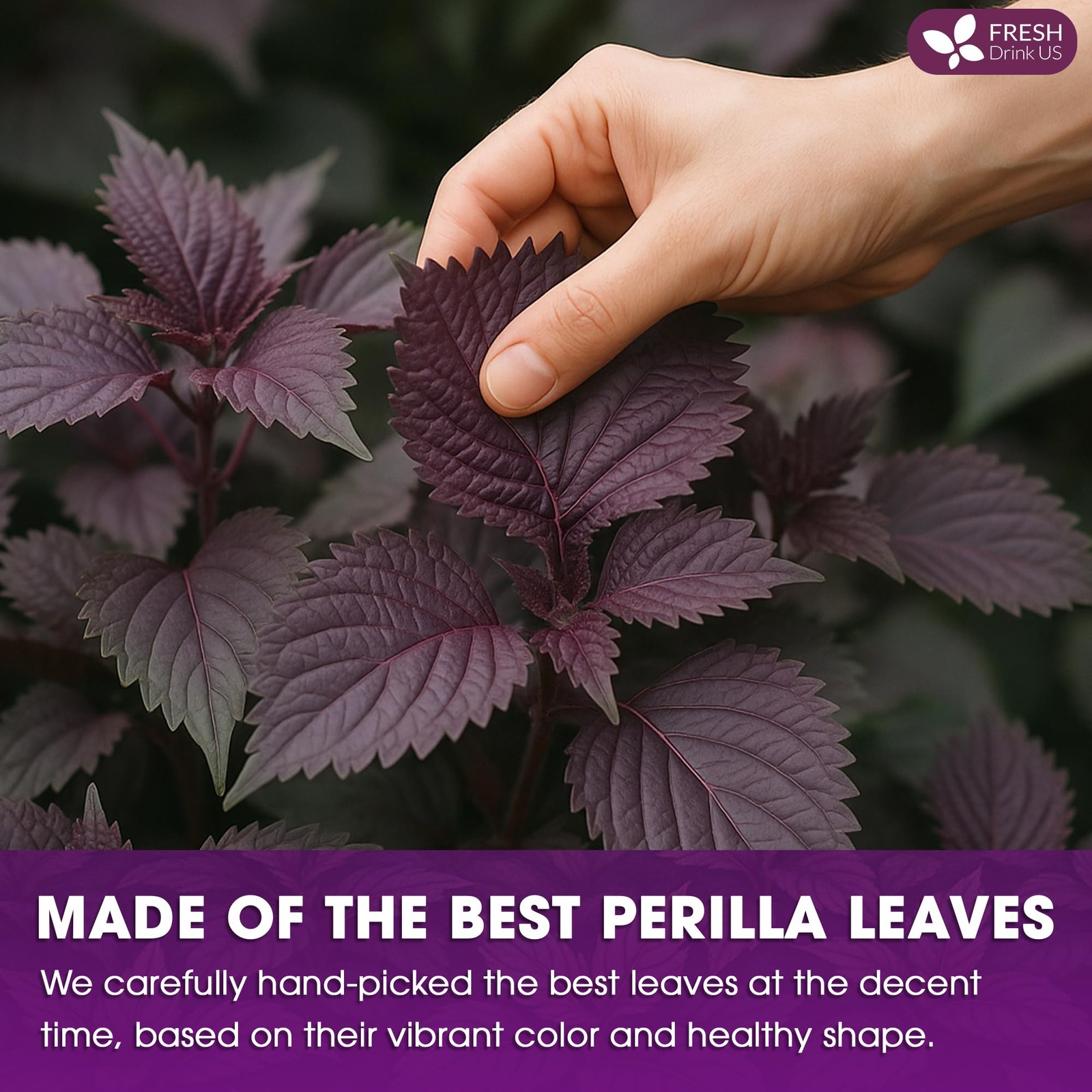Pure Perilla Leaf Tea Bags – 40 Count | Caffeine-Free, Non-GMO Herbal Tea