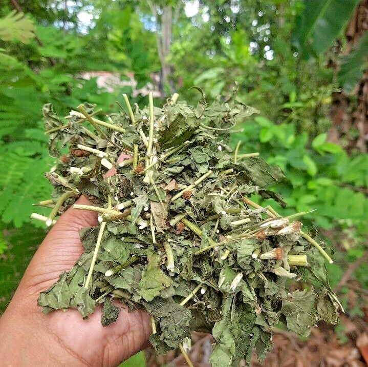130g Dried Mexican Dream Herb CALEA ZACATECHICHI Lucid Pure ORGANIC Herbal Tea