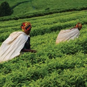Yorkshire Tea, Gold, Loose Leaf Tea, Black Tea, 8.8 Ounce, Premium Blend, Rich,