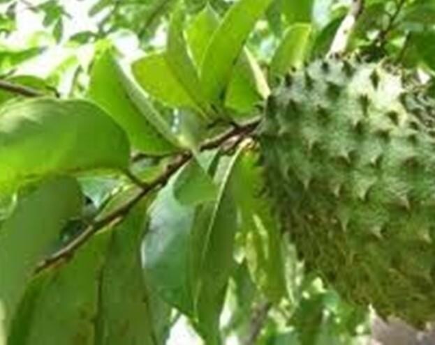 Hawaiian Quality Dried Organic Soursop Leaves 50 Pieces New Healthy Tea USA