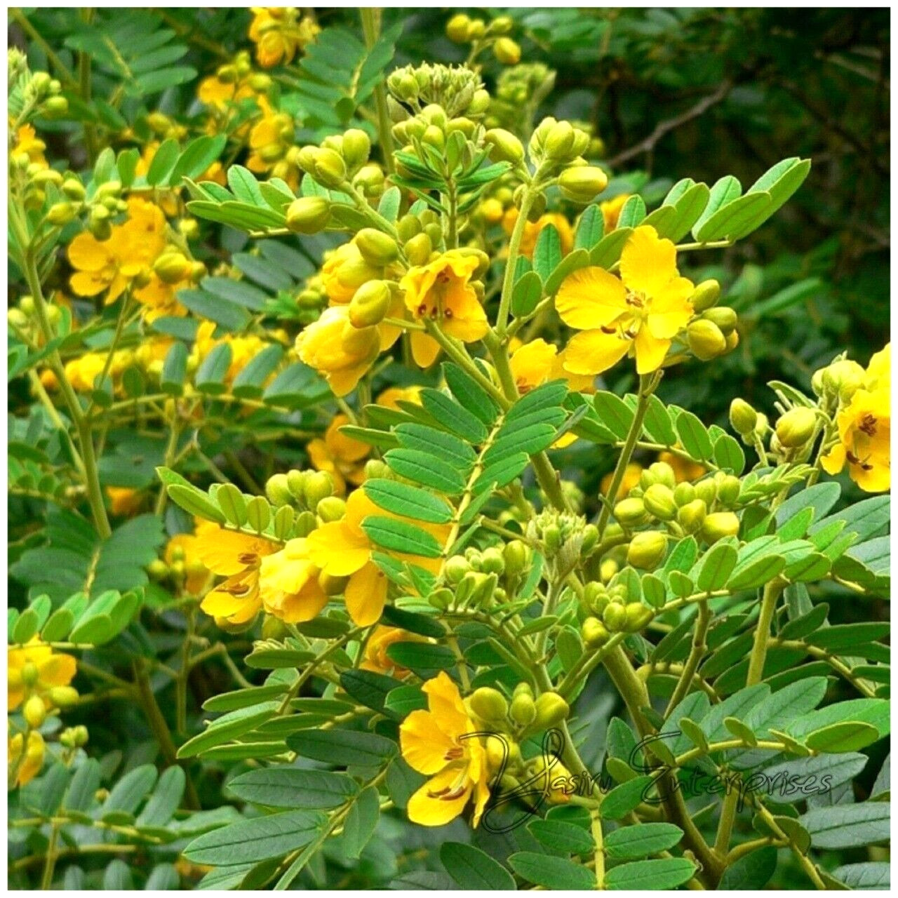 Ranawara Mal Herbal Tea cassia auriculata Natural Ceylon Drink