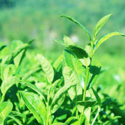 500g Yunnan HelloYoung Dianhong Tea Black Tea In bulk Red Tea Kung Red Biluo Tea
