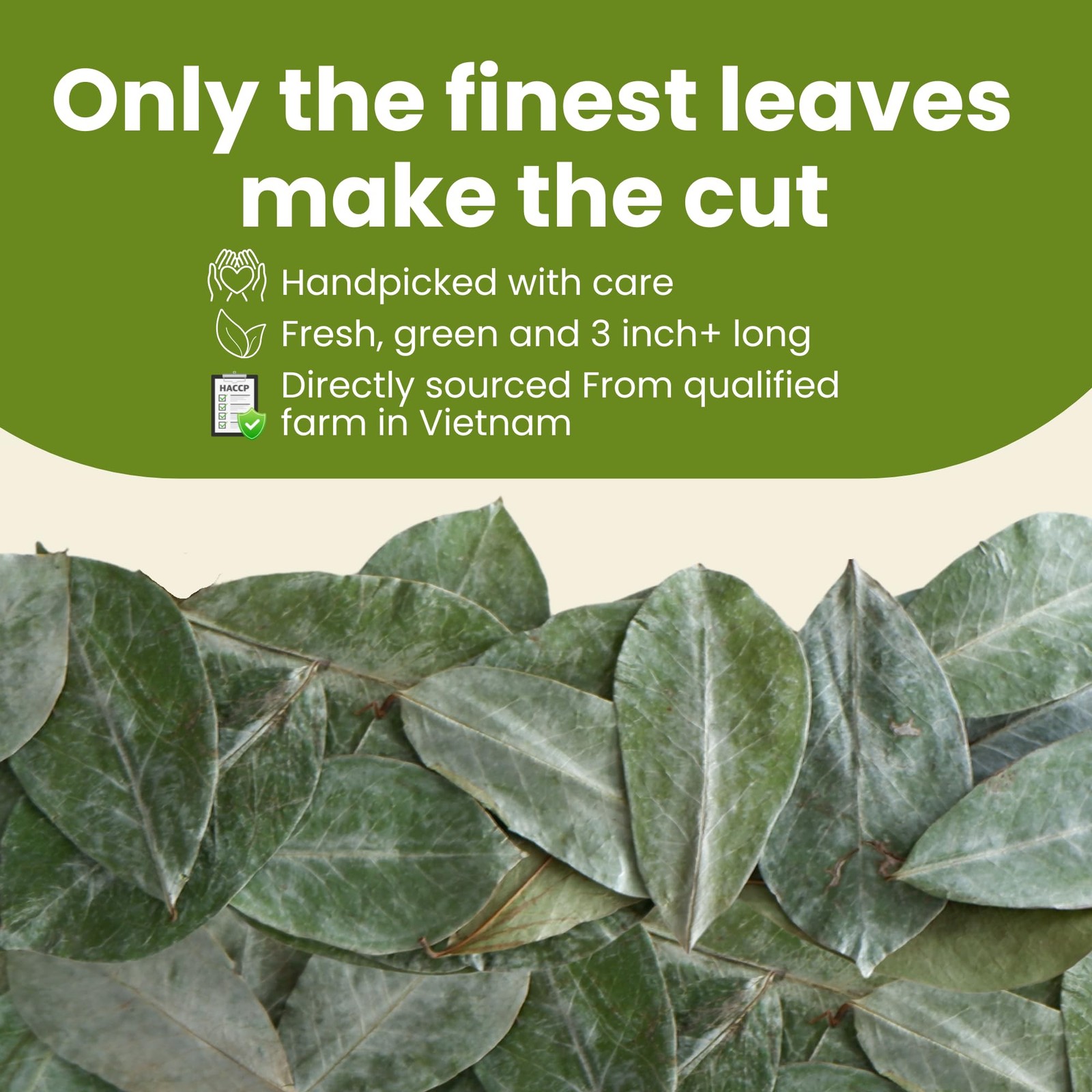250+ Soursop Dried Leaves, 3oz Premium Graviola Leaves, 100% Pure Guanabana L…