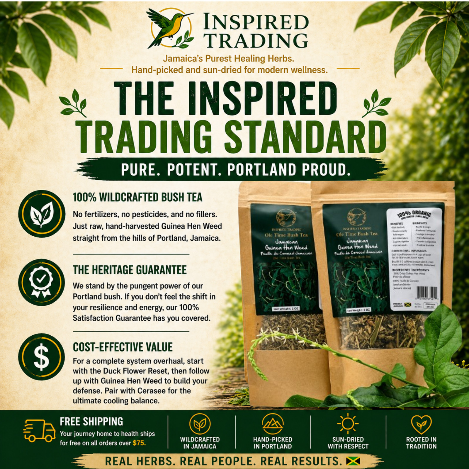 Jamaican Guinea Hen Weed Tea 2 Pack Anamu Leaves Handpicked Available in US & CA
