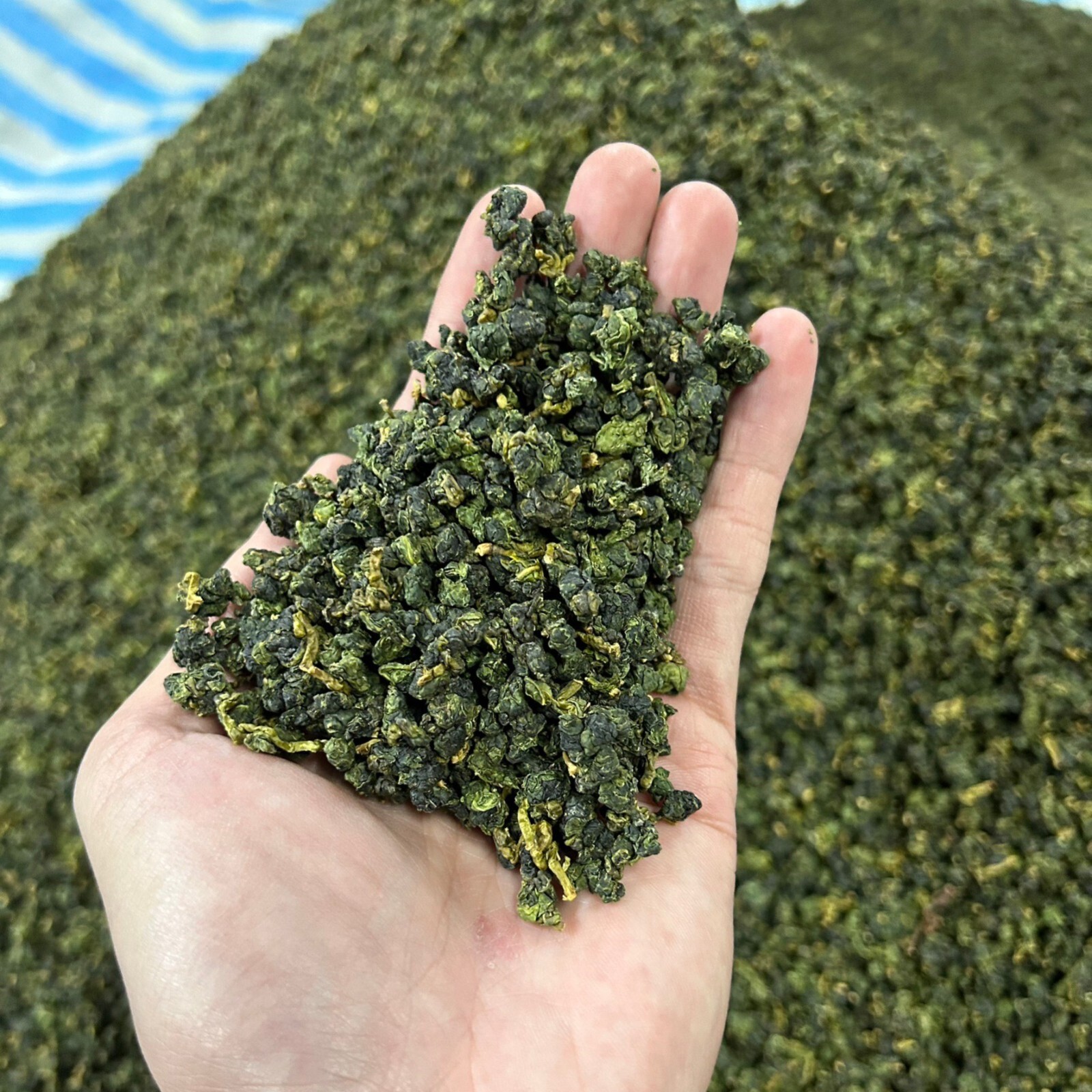 Taiwan unique tea,Chin-Shin-Oolong,Dayuling winter tea,75g*8