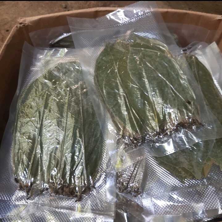 400+ Dried Soursop Leaves Annona HOJAS DE GUANABANA GRAVIOLA Quality Herbal Tea