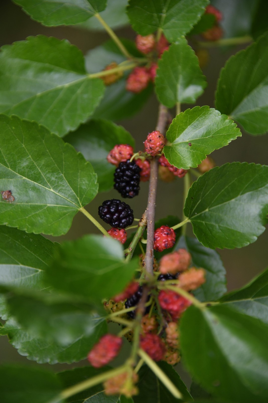 Peak Season Hand Picked Fresh on our All Natural Farm Dried Mulberry Leaves