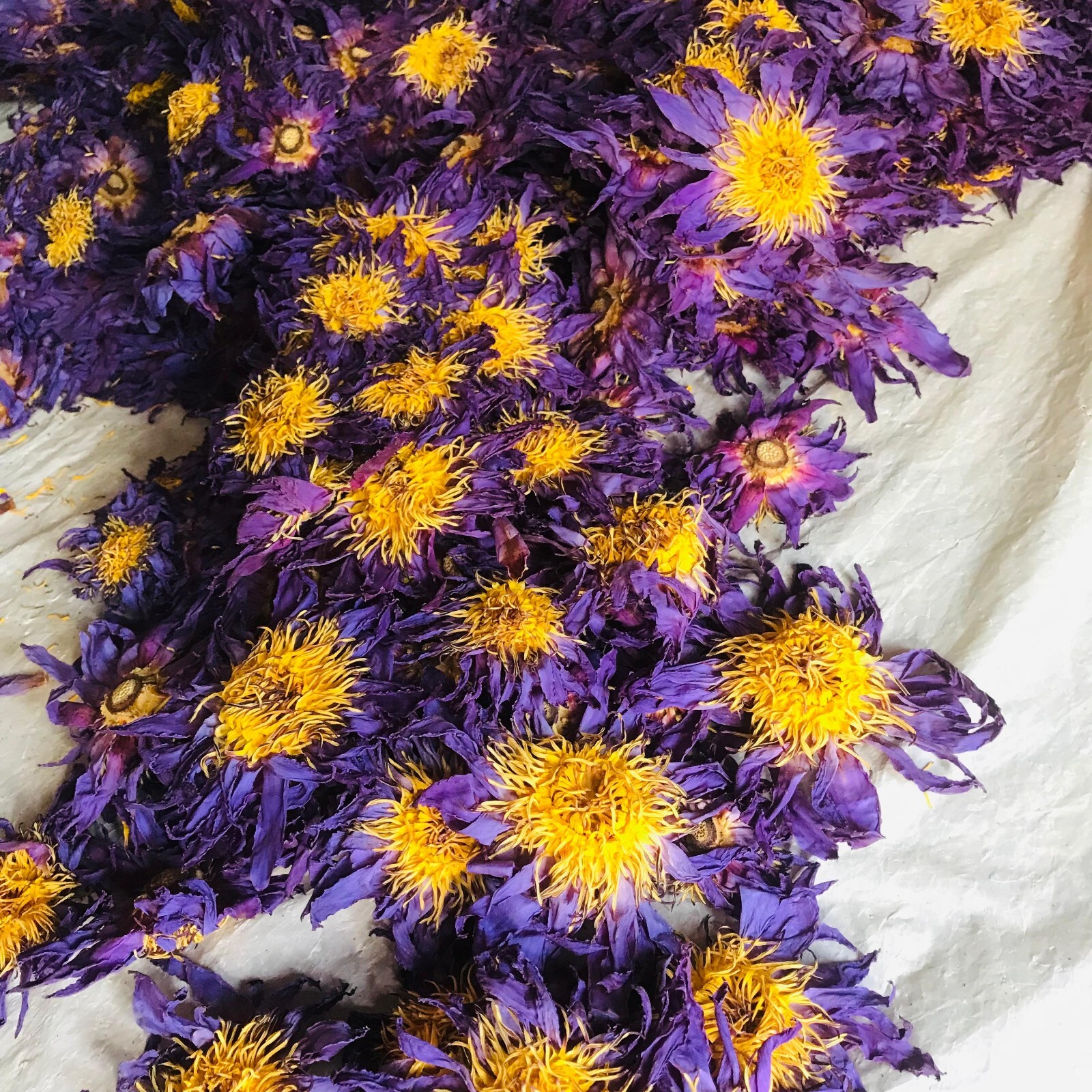 Ceylon Dried Blue Lotus Whole Flowers Nymphaea Caerulea Hand Picked Organic Tea