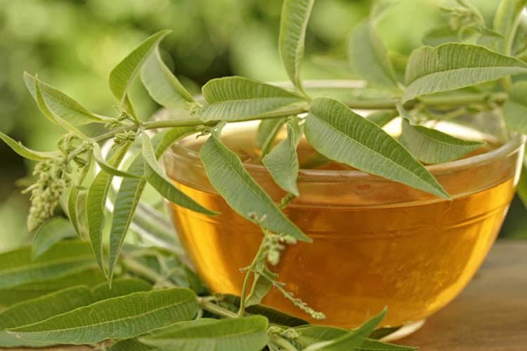 Senna Leaf – Senna alexandrina Dried Loose Leaf 100% from Nature, Wild Crafted