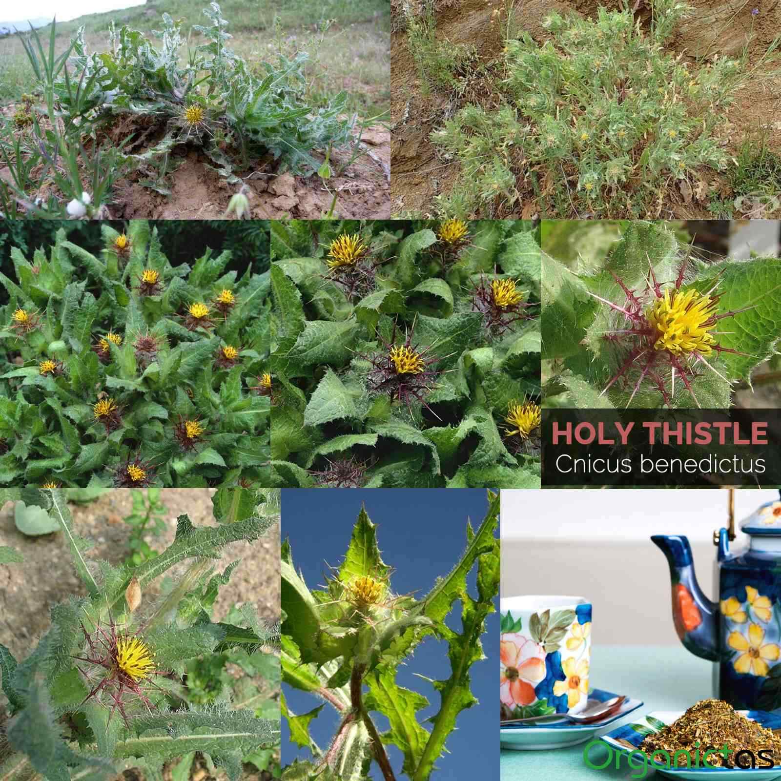 Organic Blessed Holy Thistle Tea Cnicus Benedictus Dried & Loose Premium Qualtiy