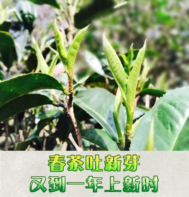 Pu-erh tea,2020,那卡 Naka,357g,Raw