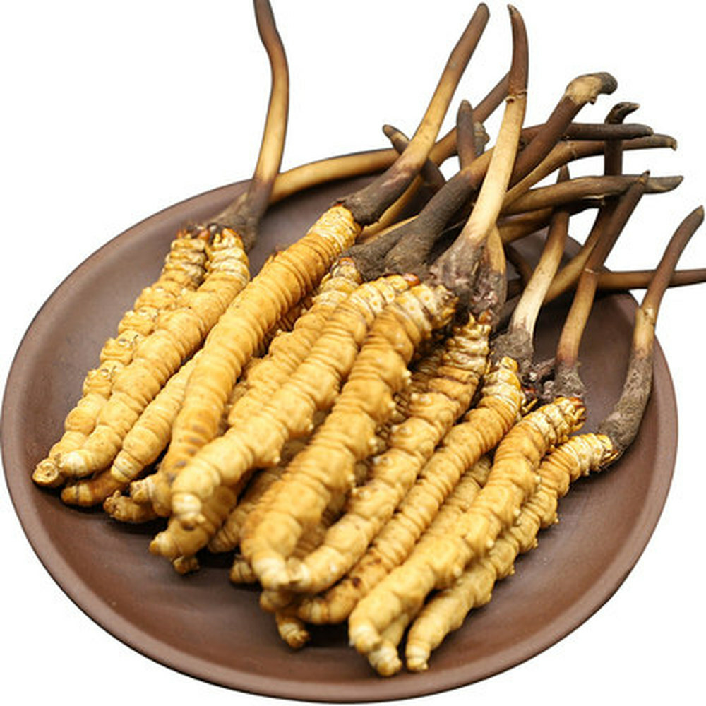 Wild 5g Cordyceps Sinensis From High Himalaya China Tibet 10pcs
