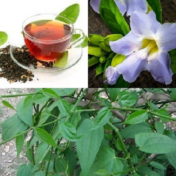 4X Thai Tea Compound Thunbergia Laurifolia Herbal Drink Infusion Organic Natural