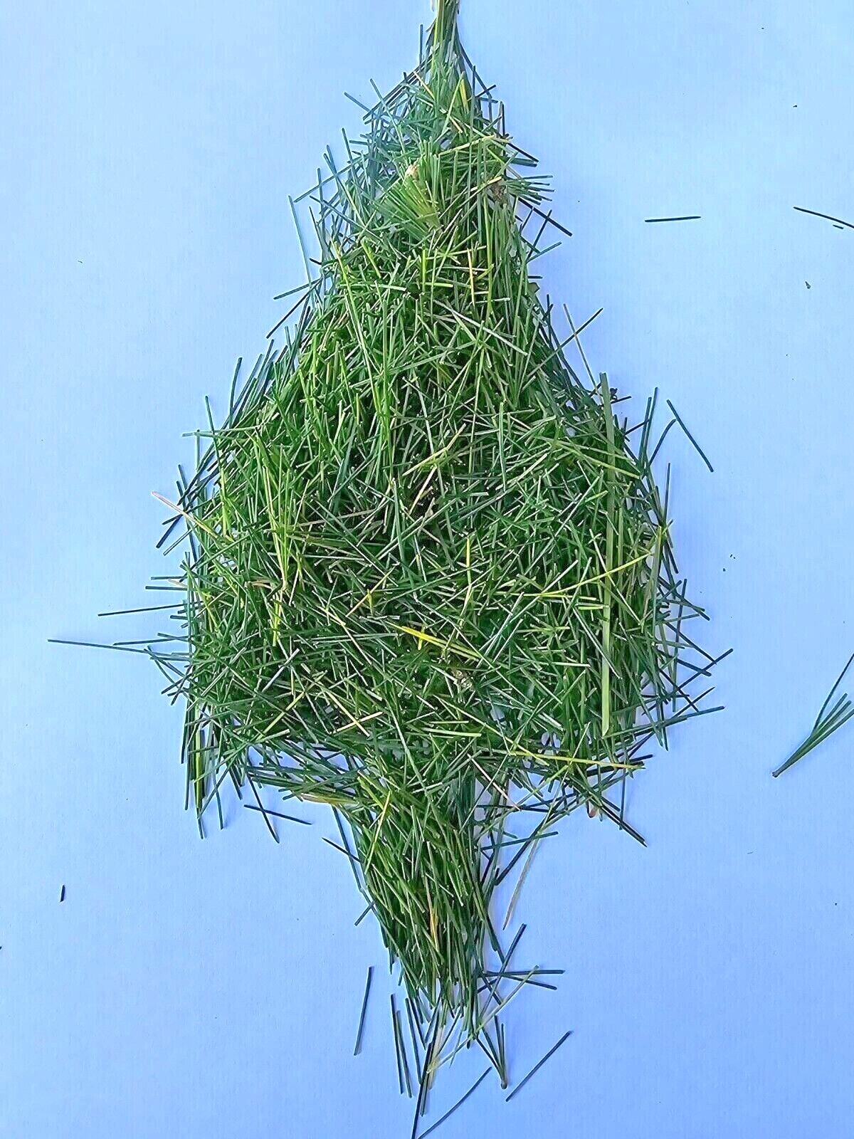 White Pine Tea Needles Organic Infusion Fresh Picked Wild Wisconsin Grown