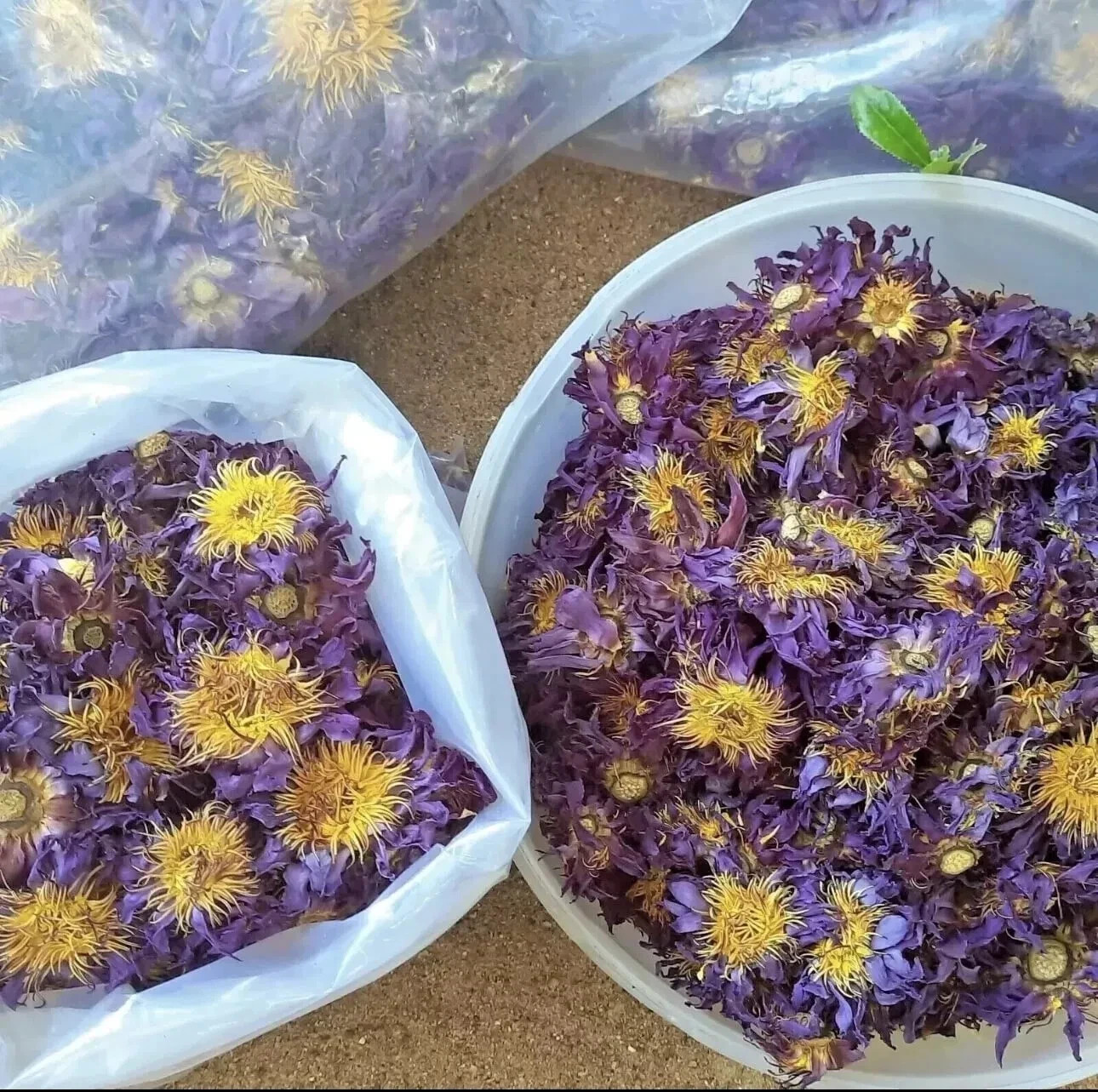 Organic Natural BLUE LOTUS Nymphaea Caerulea Dried Flower 100%Harbal tea