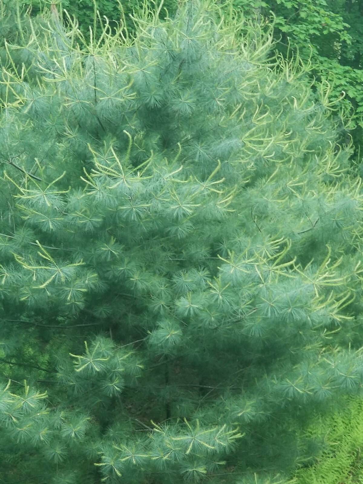 Eastern Pine Tree Tea 🍵 Immunity Boosting /Actively Fights against Infections/