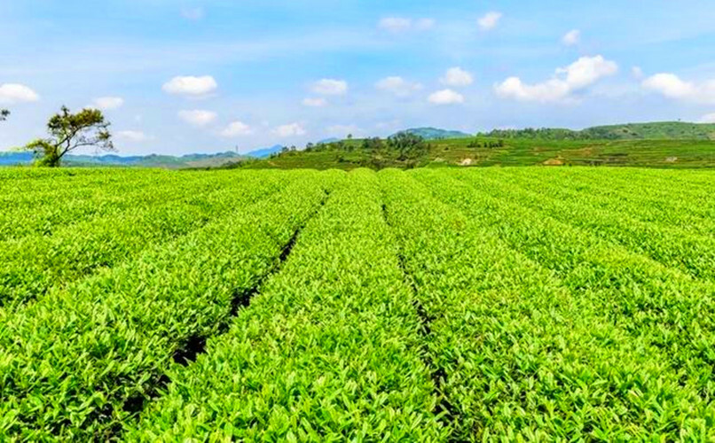 100g Premium Yunnan Dianhong Gold Buds Black Tea Mini Cake Health Drink