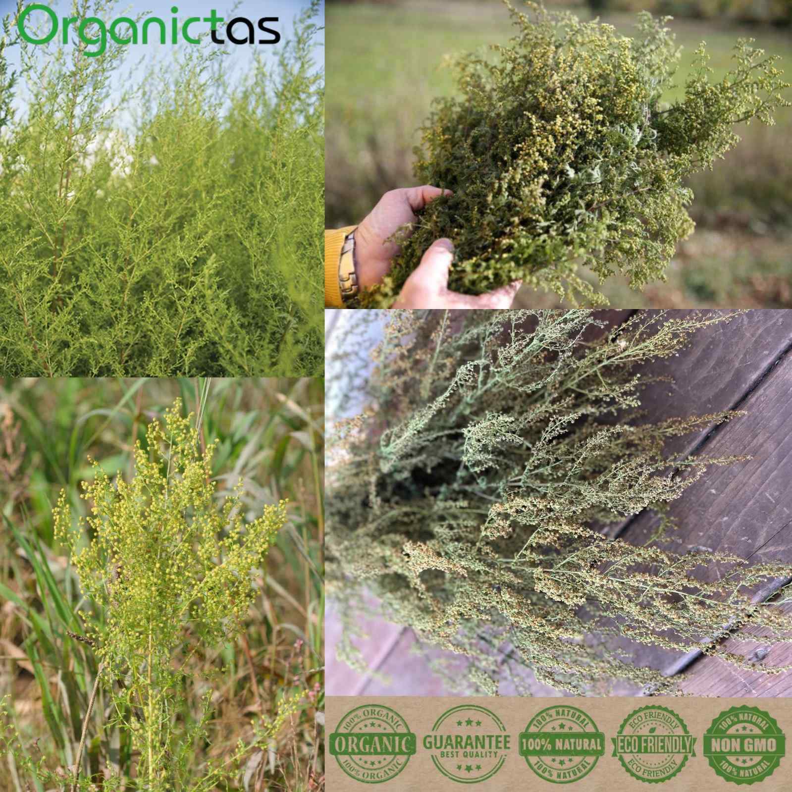 Sweet Wormwood/Sweet Annie Tea, Organic Artemisia Annua Premium Quality Qing Hao