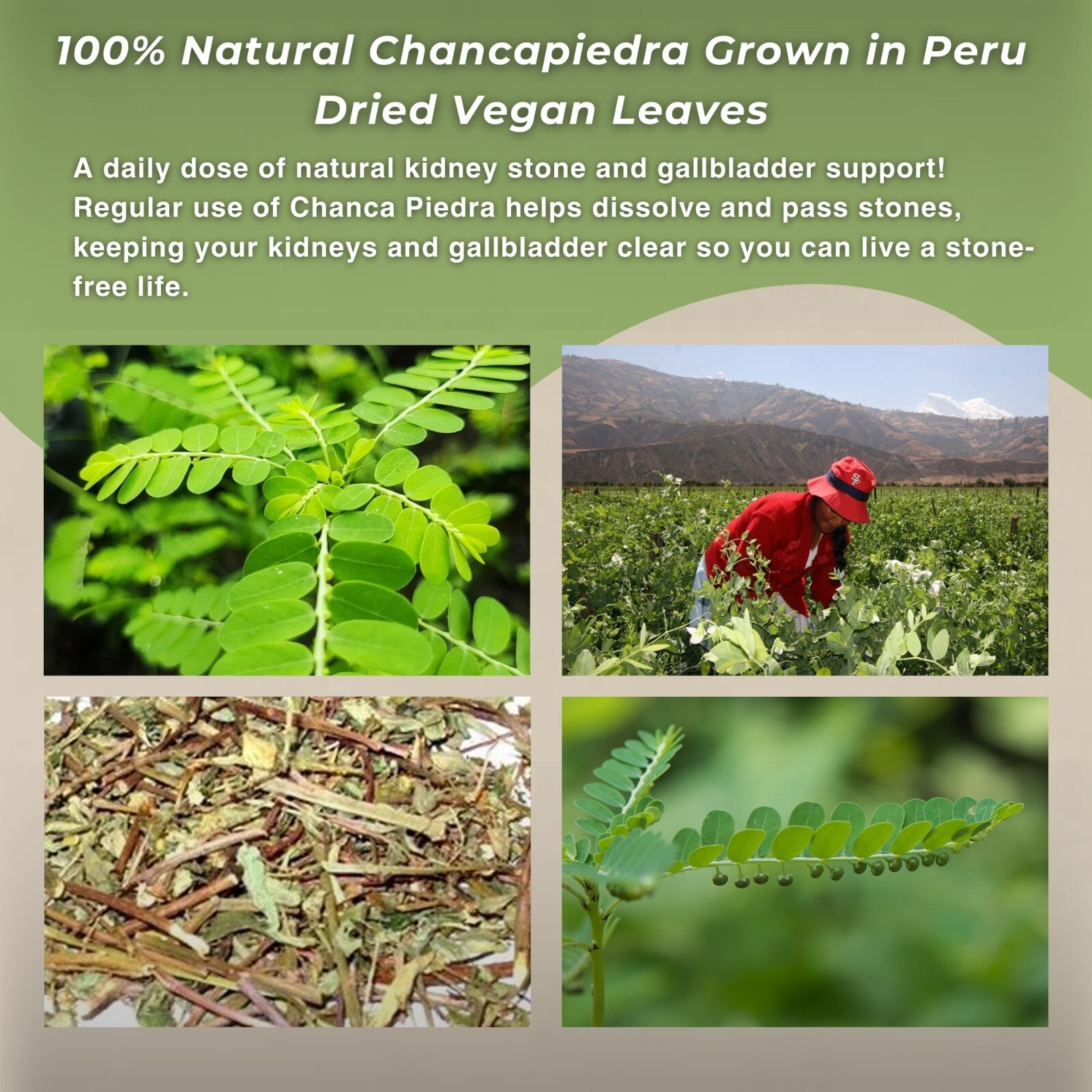 Chanca Piedra 40g Stone Breaker 1.4oz Loose Herbal Tea from Peru