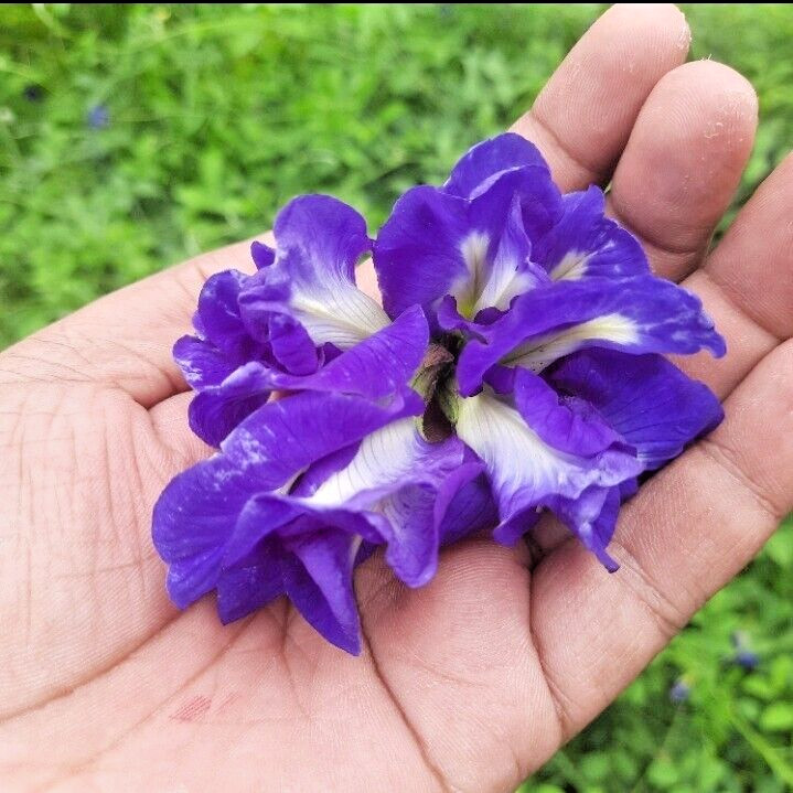 Blue Butterfly Pea Flowers Herb Tea Original CLITORIA TERNATEN 2500g + FREE 100g