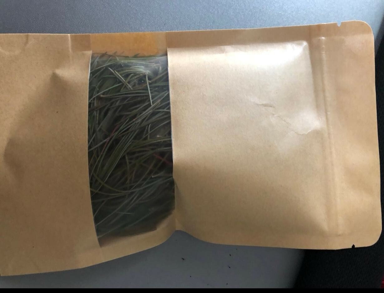 200 CUPS PINE NEEDLE TEA, White Pine Needles, Organic Pine Needle Tea, Organic