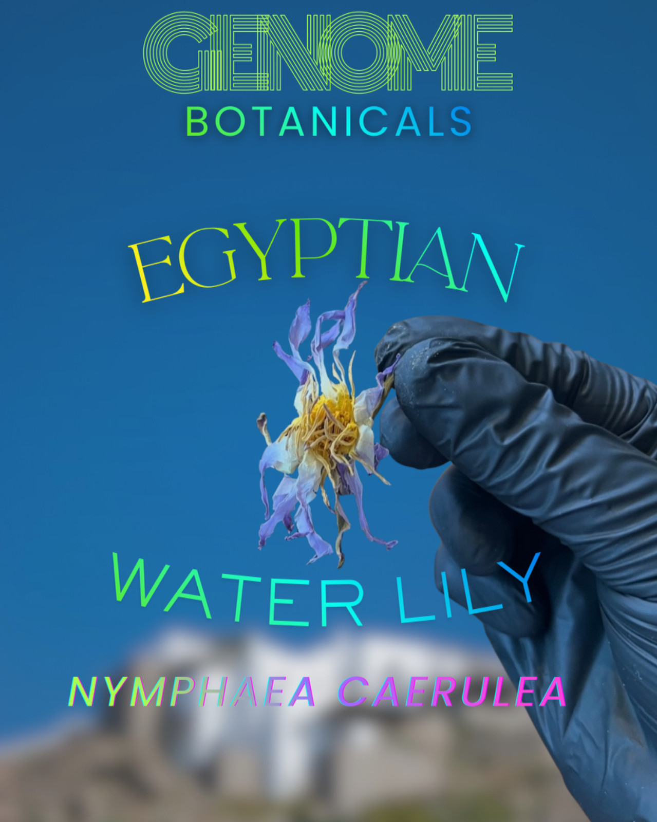 Egyptian Blue Lotus | Nymphaea Caerulea | Dried Whole Flowers