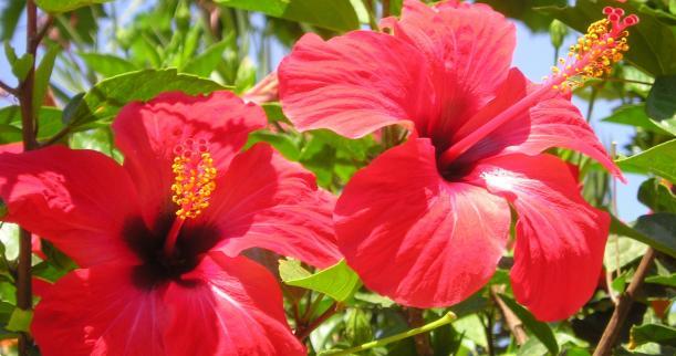 2 LB 100% Premium Dried Rough Cut Hibiscus Flowers Tea,Jaimaica Tea
